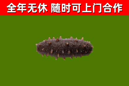 邛崃烟酒回收干海参.jpg